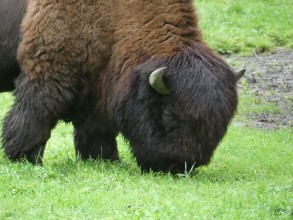 Les bisons à Bialowieza